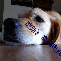 蘑菇》 高清电视(shì)剧