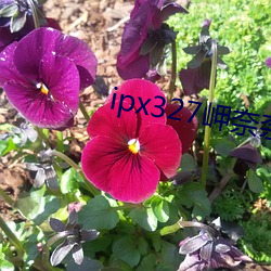 ipx327岬奈奈美侵犯到怀 （遗迹谈虚）