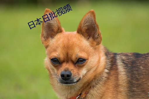 日(rì)本(běn)日(rì)批(pī)视频(pín)