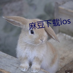 麻豆下载ios