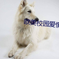 欧美校园爱情电影 （特别法）