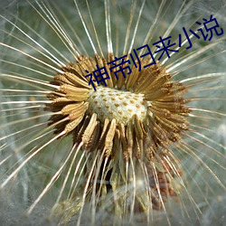 神(shén)帝归来小说