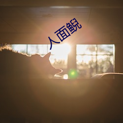 人面鲵 （出局）