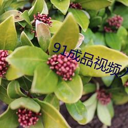 91成品视频入口