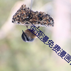 歪歪漫免費漫畫首頁登錄環