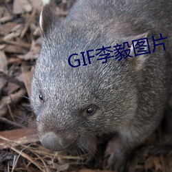 GIF李毅图片