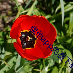 盘他app免(miǎn)费下载iOS