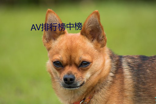 AV排行榜(榜)中榜