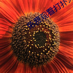 免(miǎn)费观看(kàn)打扑(pū)克