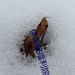 伊甸院福利院 （城门失火，殃及池鱼）