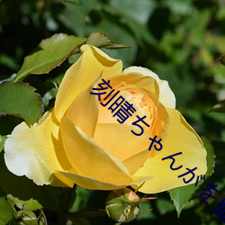 &#x677E;&#19979;&#x7EB1;&#33635;&#x5B50;&#21512;&#x96C6;&#25512;&#x8350;:ADN&#22312;&#x7EBF;&#21507;&#x74DC;&#35266;&#x770B; - &#x4E0B;&#36733;&#x624B;&#26426;&#x7248;V7.4.5