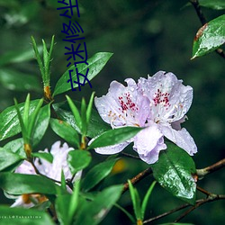 安迷修坐在雷獅腿上的圖片