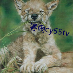 春雨cy55tv