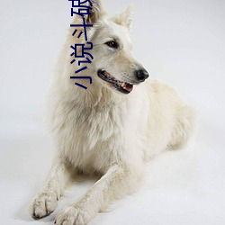 小说斗破苍穹