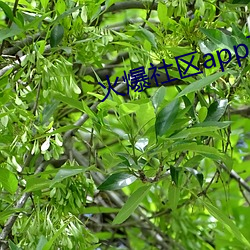 火爆社區app下載