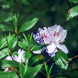 宋茜有金(金)主吗