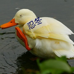 忍冬(dōng)