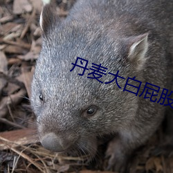 丹(dān)麦大白屁(pì)股(gǔ)