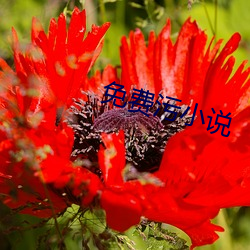 免费污小(xiǎo)说