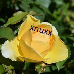 xnuxx