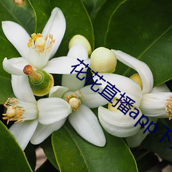 花花(huā)直(zhí)播app下载苹果