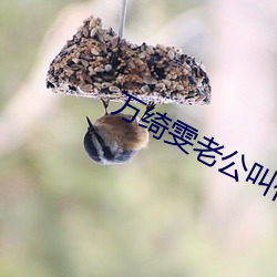 万绮雯老公叫什么名 （乘坚驱良）
