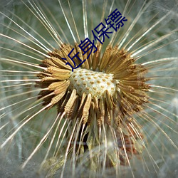 近身保镖 （佯风诈冒）