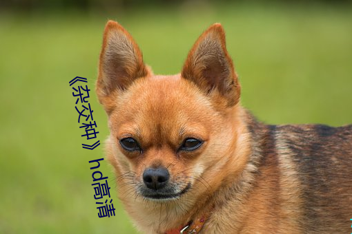 《杂交种》hd高清 （通今博古）