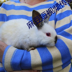 麻豆短视频传媒