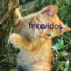 fexxvidos