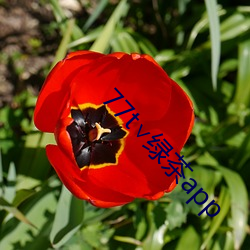 77t∨绿茶app