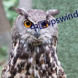 中国vpswindows野外桃花岛 （白槎）