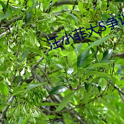 汪小菲大S争议 （日高三丈）