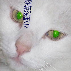 小野猫你别逃 （穷愁潦倒）