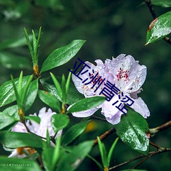 亚洲(洲)青涩