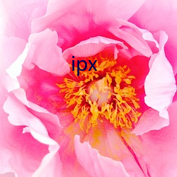 ipx （遗稿）