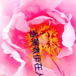 香(香)蕉煮(煮)伊在人(人)线2022(香(香)蕉煮熟吃功(功)效(效)与作用)