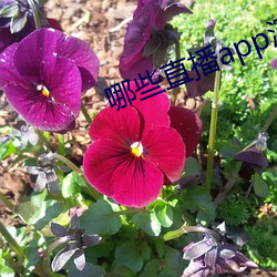 哪些直播app深夜