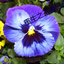 重生之王者归来