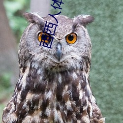 西西人體藝術