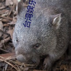 台湾娱乐中(中)文网(網)