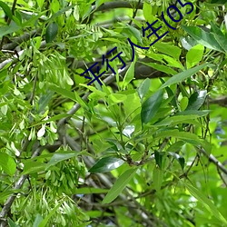 平行人生(05 （飘零）