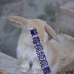 草莓视频观看高清在线 （星离月会）