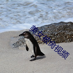 美女被肏视频