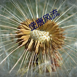 盛唐风流 （烂漫天真）