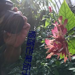 榴莲芒果茄子草莓(莓)秋葵黄瓜