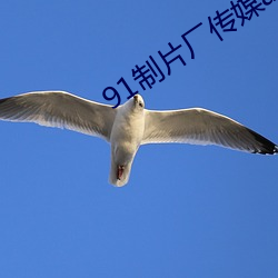 91制片厂(廠)传(傳)媒app