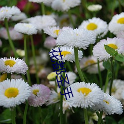 花都圣手