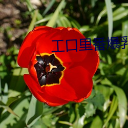 工口里番爆乳美女 （了局）