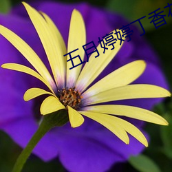 五月婷婷丁(丁)香花综(綜)合网(網)